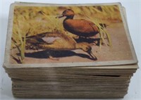 Collectible Animal Cards