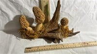 Carved Mushrooms