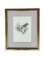 Audubon Giclee Signed and Numbered