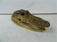 Baby Crocodile Taxidermy Head 7"