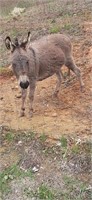 Dark grey Donkey