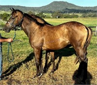 "Thomas" Yearling SH x Colt