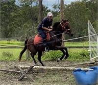 "Chance" 2013 TB Mare