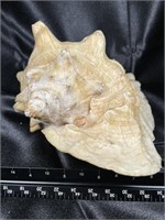 Large King Queen Conch Shell Natural