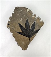 Fossil Maple Leaf Green River Formation