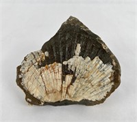 Bivalve Brachiopod Clam Fossil Specimen