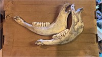 Cow or Donkey Lower Jaw with Teeth