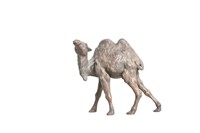 Japanese Meiji-Zeit Bronze Camel