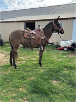 Bay Mare Mule