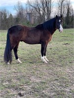 Bay Crossbred Gelding