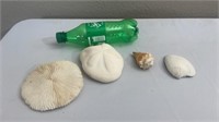 Coral Reef, Sea Biscuit , shells