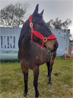 (VIC) MOE - THOROUGHBRED GELDING