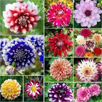 Large Lot of Rare Flower Seeds (over 50 packets).