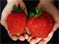 300+Seeds Non-GMO Organic GIANT Strawberry Seeds