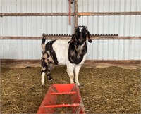 3 yr old dapple paint boer Billy.