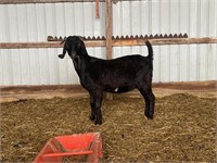 2 yr old boer doe bred to dapple billy