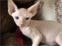 Female#3-Sphynx Kitten- 10 weeks at pickup