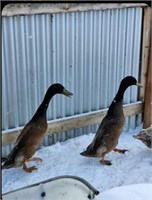 2 Drakes-Runner Ducks