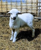 50% Valais weaned ewe lamb