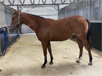 (VIC) JUNEBELL - QH X STANDARDBRED FILLY