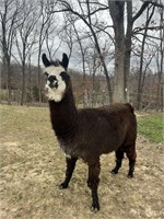 Super nice and gentle male llama