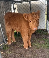 Mini highland Bull calf. Bottle baby