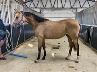 (VIC) TILLY - THOROUGHBRED X STOCK HORSE FILLY