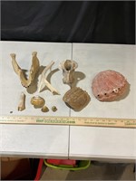 Assorted bones, shells, antler