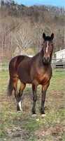 10 Yr CrossBred Mare