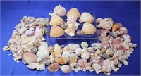 Large Assortment Sea Shells
