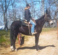 12 YR Gaited Mule