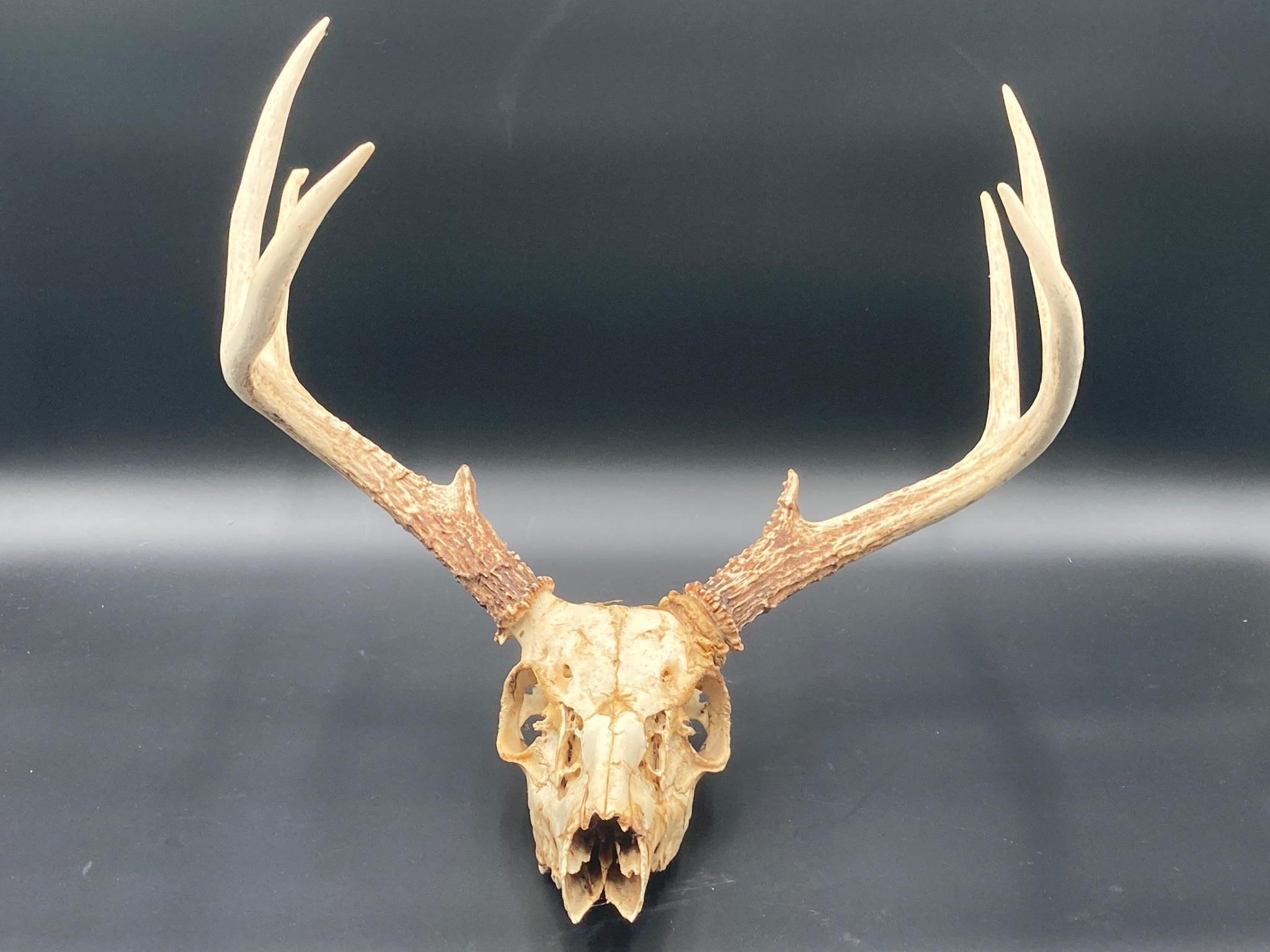 Eight Point European Mount Deer Skull