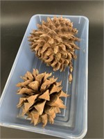 Lot of 2 sugar pine cones, largest is 6.5" long x