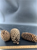 3 Sugar pine cones,  6.25" x 4", 8" x 4.5", and 9"