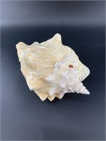 8" Conch shell, has not been cut