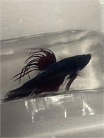 Crowntail Male Betta