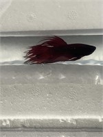 Crowntail Male Betta