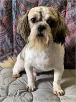 Male-Shihtzu-Intact, 15 months