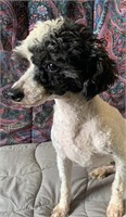 Female-Toy Poodle-Intact, 4 years, parti black &wt