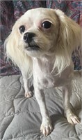 Female-Maltese x Shihtzu-Intact, 12 months