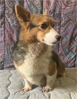 Female-Corgi- Intact, 2 years