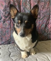 Female-Corgi-Intact, In heat now, 4 years