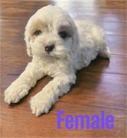 Female-Cockapoo Puppy-Born Feb 1