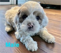 Male-Cockapoo Puppy-Born Feb1