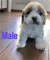 Male#2-Cockapoo Puppy-Born Feb1