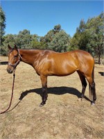 (VIC) BROOKE - THOROUGHBRED MARE