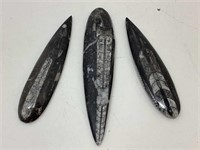 Orthoceras fossil in stone paperweights.