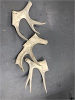 Cut pieces of moose antlers, no skull plate attach
