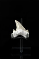 Shark tooth - L: 1.82", W:1.38"