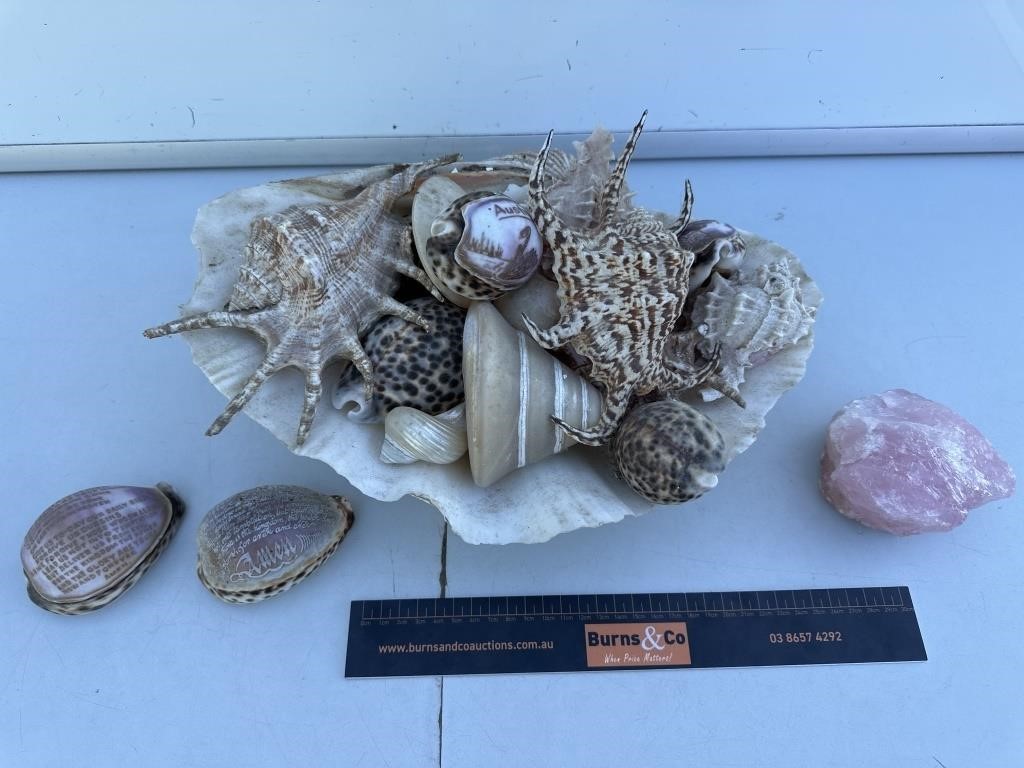 Vintage Shell Collection